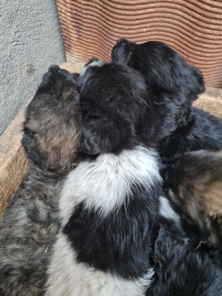 Donez căței ,varsta 2 luni și 1 săptămână,mamă ciobănescă românească