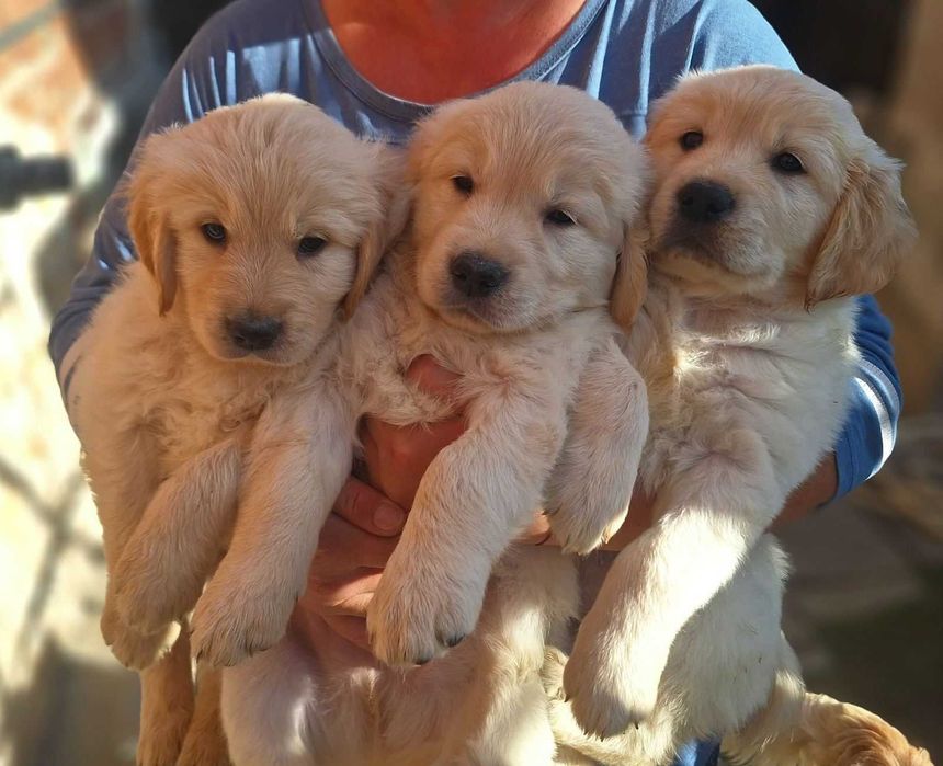 Голдън ретривър кученца