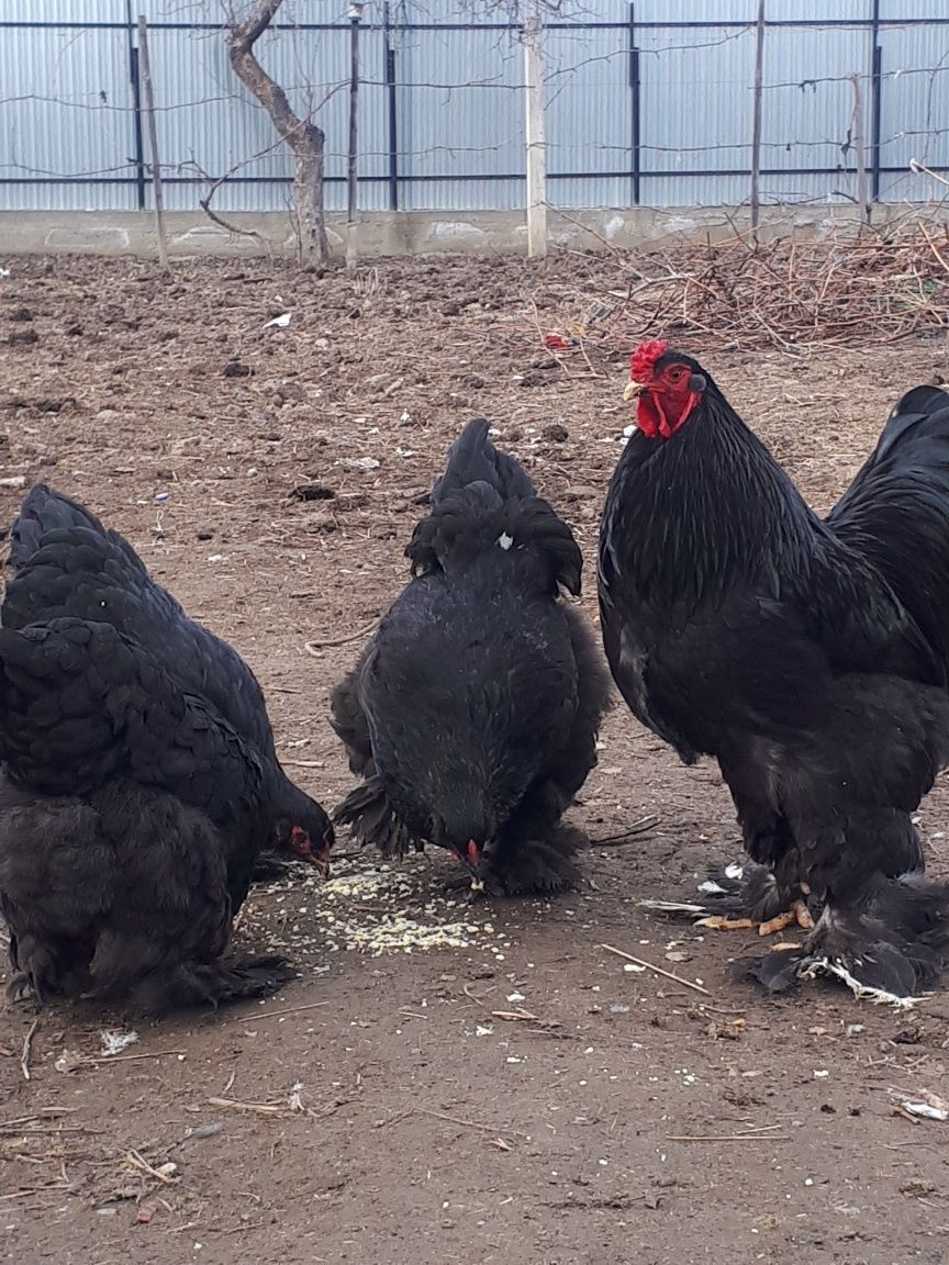 Vând oua de gaina brahma.