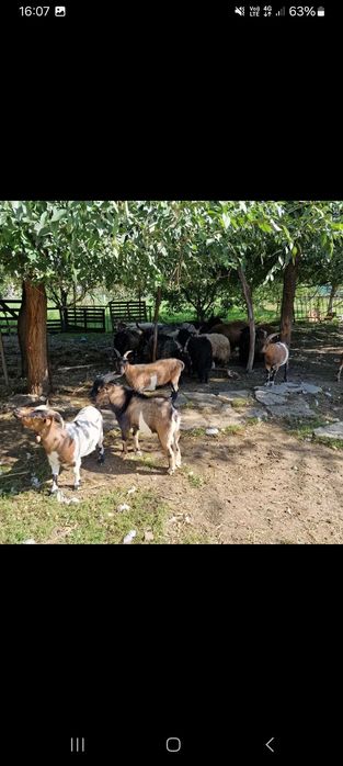 Vand capre mini blande si frumoase