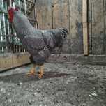 Cocos plymouth rock barat