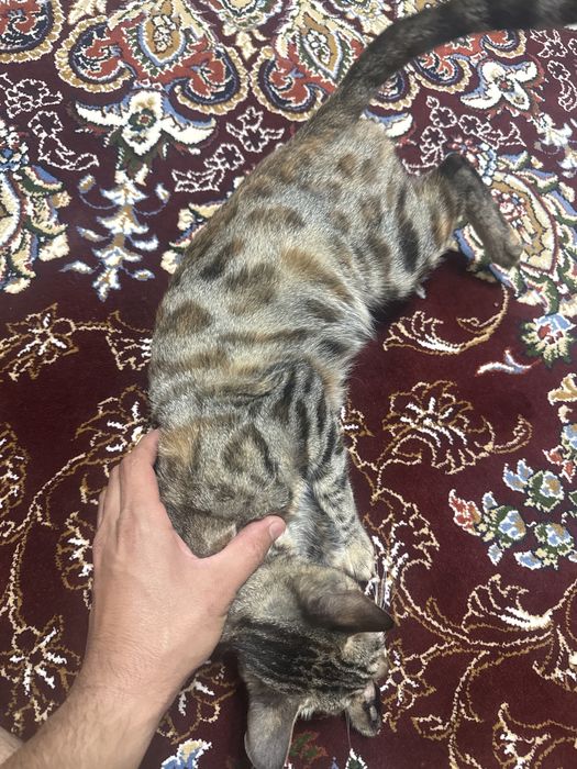 Яхши мушуклар тоза яхши қўлларга берилади