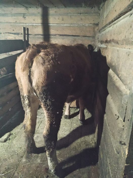 Vand vițea de bălțată