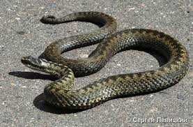 Қауіпті жәндіктерден дәрілеу