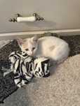Pisica de adoptat