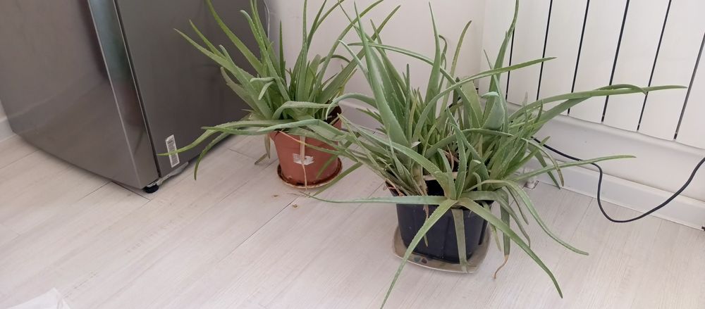Алоэ растение в горшке