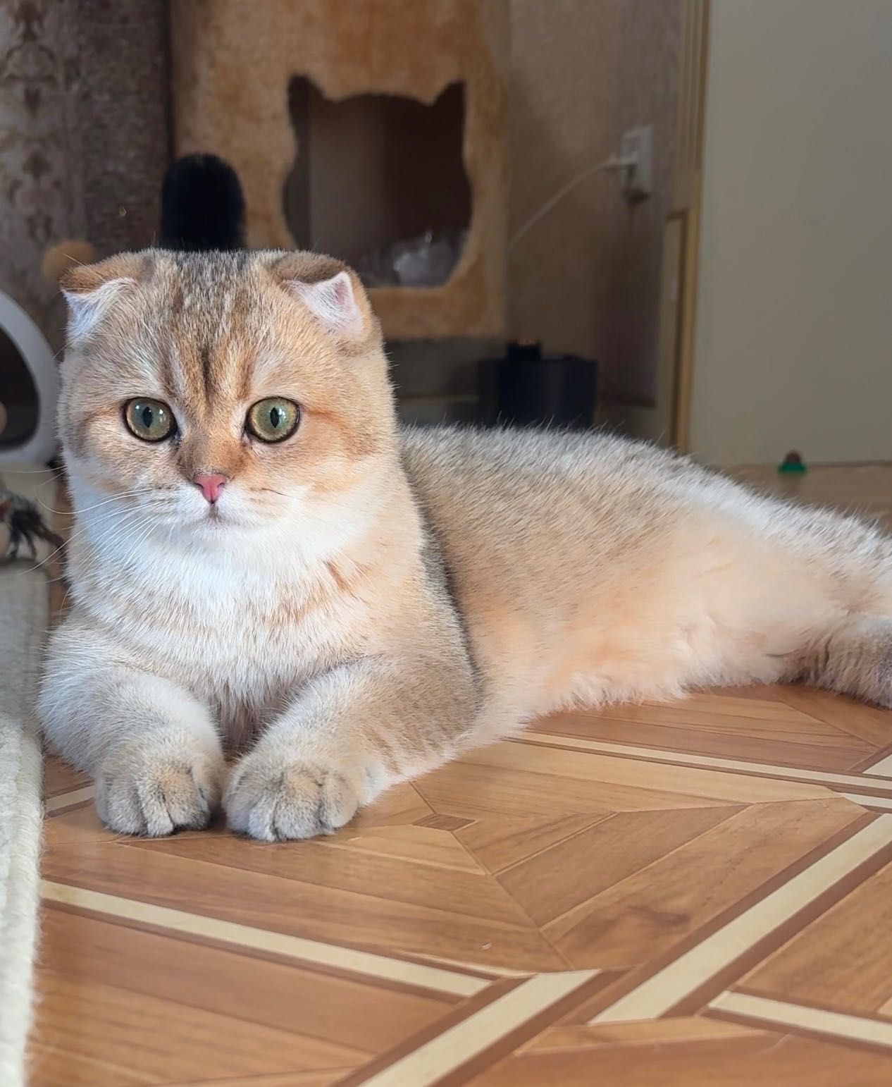Продаются породистые котята