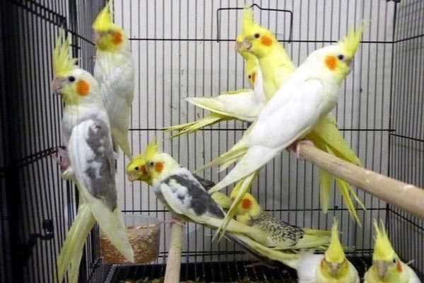 Продаю попугаев кореллы (Click, Payme)
