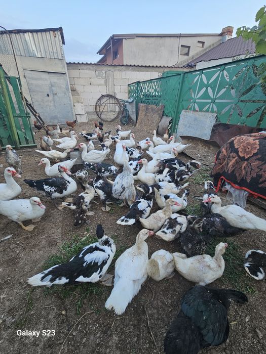 Vand rate lesesti.100 lei bucata
