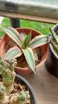 Agave  различни видове