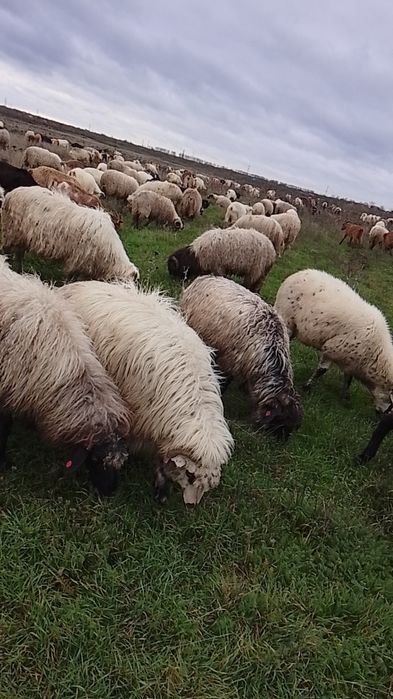 Vând oii bune sau schimb pe capre