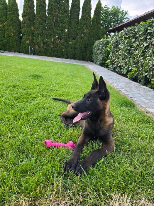 Catel de vazare cei mari  sunt  parinti