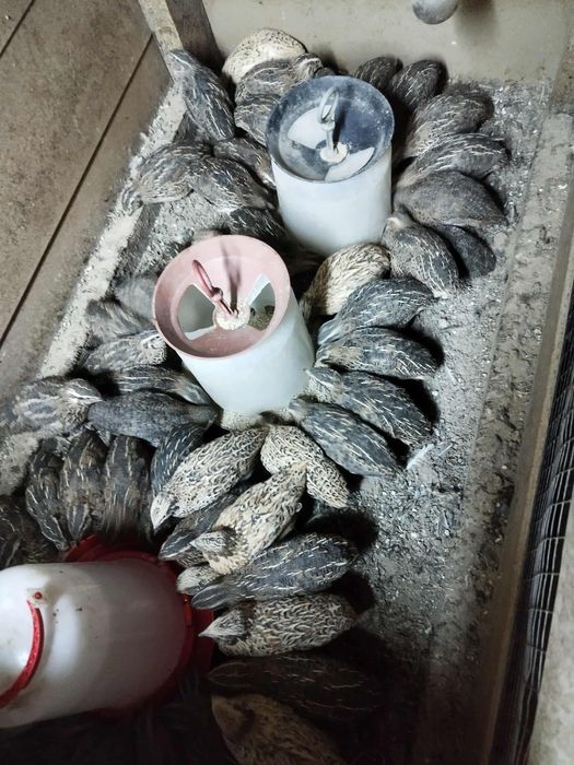 Пъдпъдъци на 20 дни