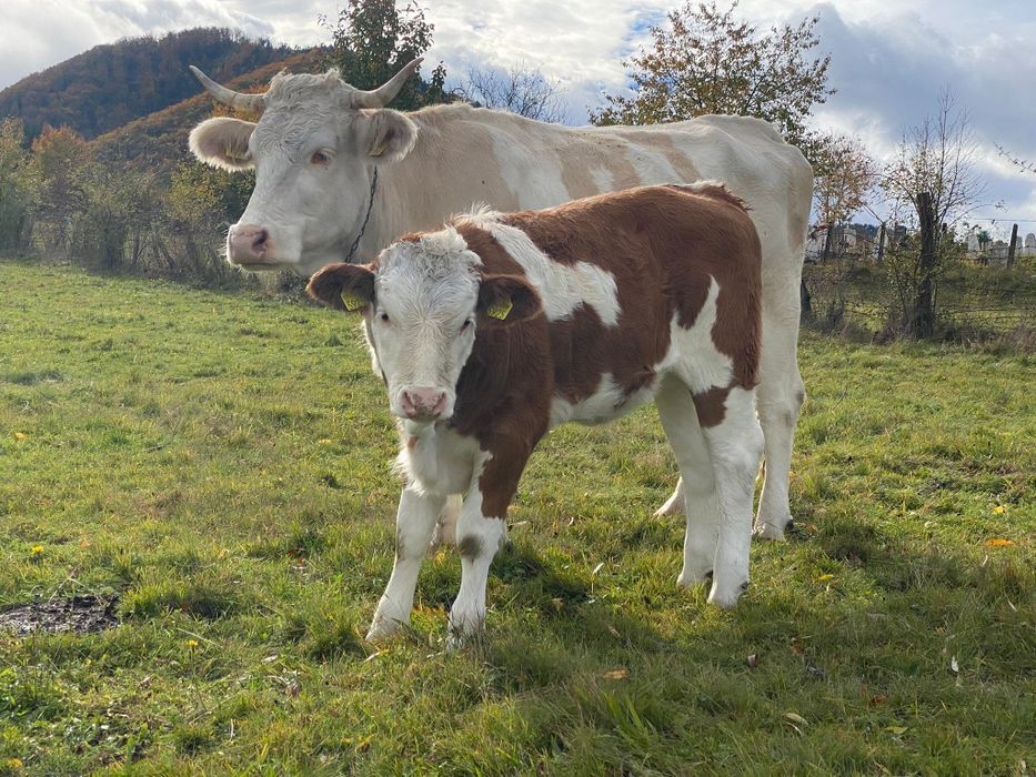 Vacă cu vițea de vînzare