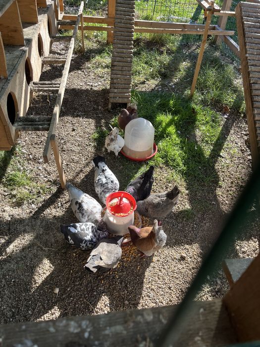 Porumbei King si ornamentali