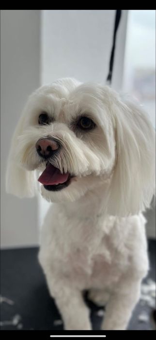 Frizerie canina. Tund catei pachet 100 lei. Tund si la domiciliu