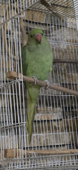 Ожереловый попугай 9 месяц