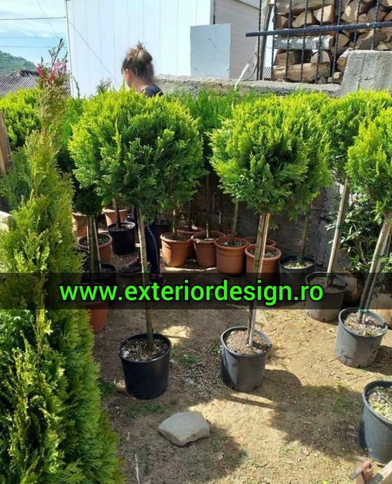 Plante ornamentale, spirale magnolia grandiflora, pon pon tuia smarald