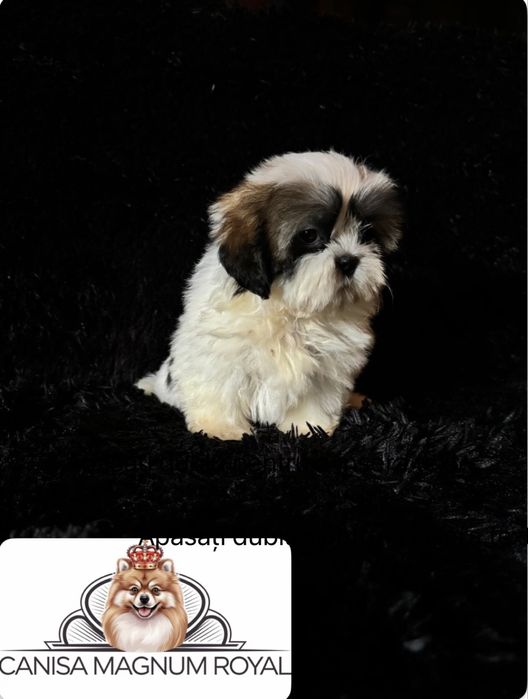 ShihTzu mini toy