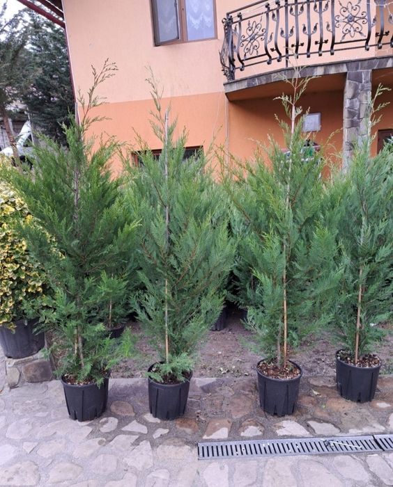 Tuia smaragd ( thuja ) leylandii 1.6m - 1.8m, gard viu natural verde