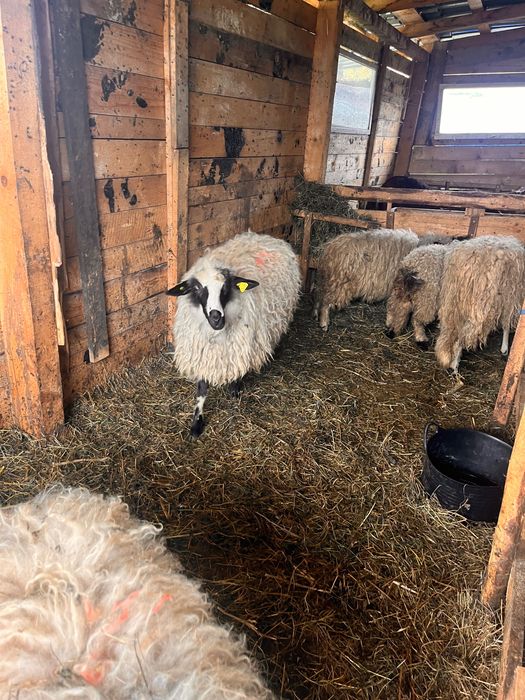 Vand un berbecuț și 4 mirele din anul asta