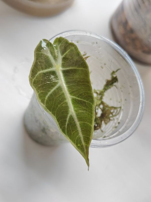 Алоказия полли детка с клубня