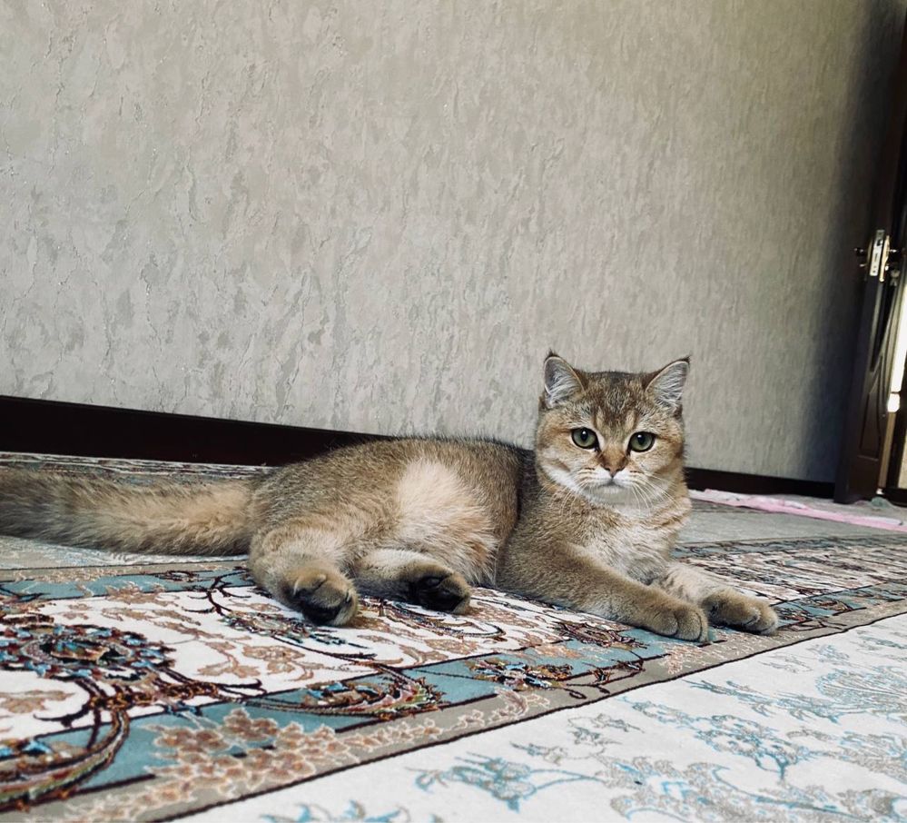 Британская золотая шиншилла