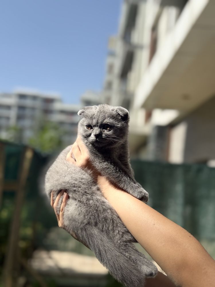 Шотландская веслоухая кошечка.