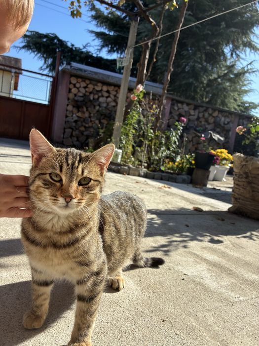 Женски котета на 5 месеца