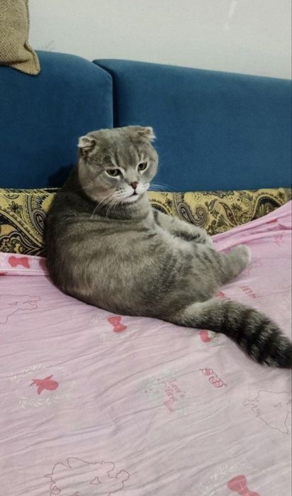 Skotish fold o’gil bola