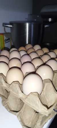 Домашние свежие яйца!!!