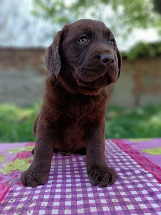 Labrador ciocolatiu Pedigree