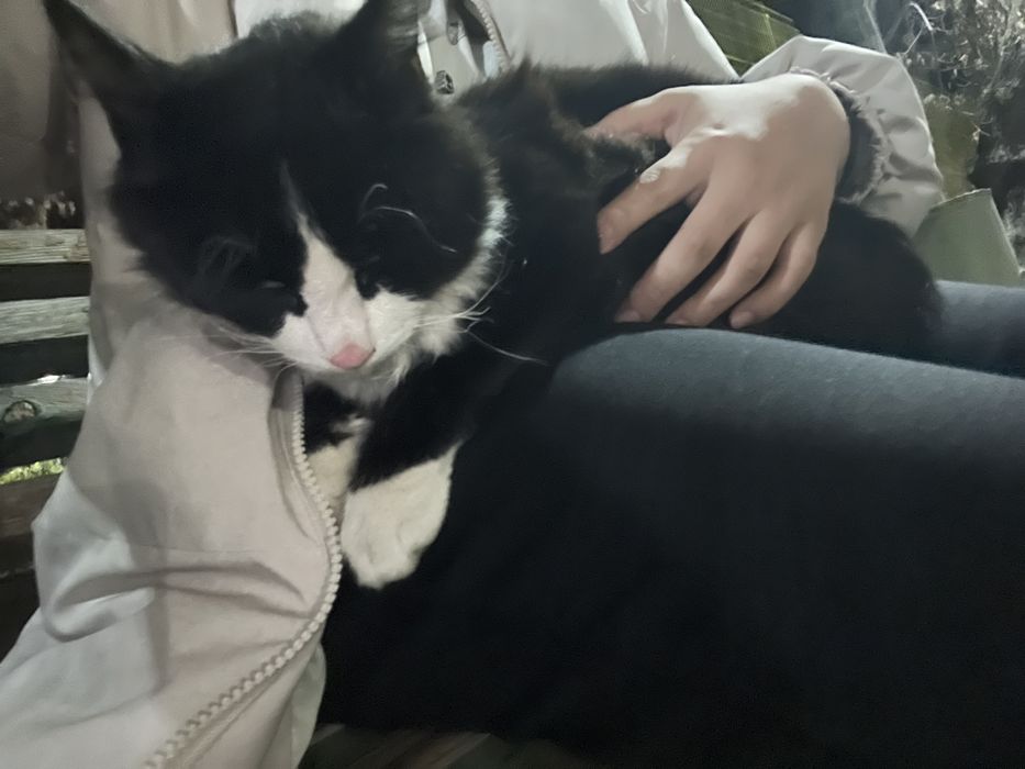 Кот бегает на улице