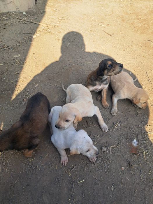 Тазы күшіктер щенки таз