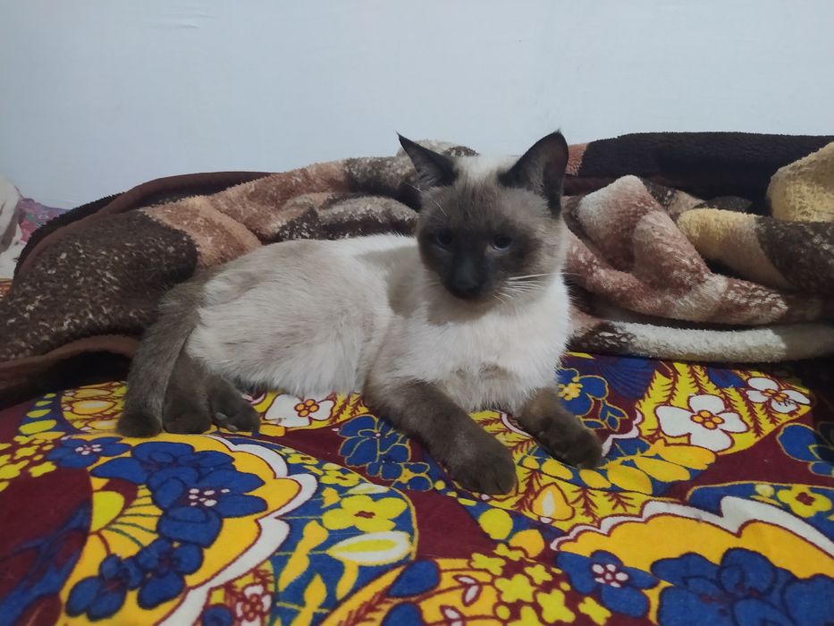 Mushukpa parodali siyamski