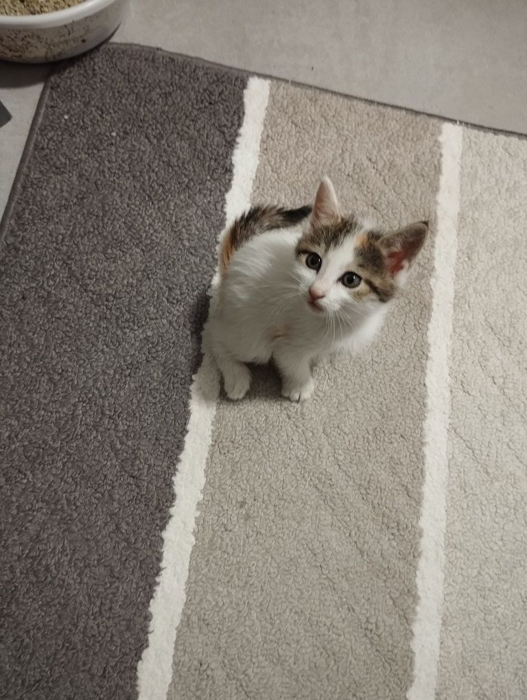Котёнок 1.5 месяцов