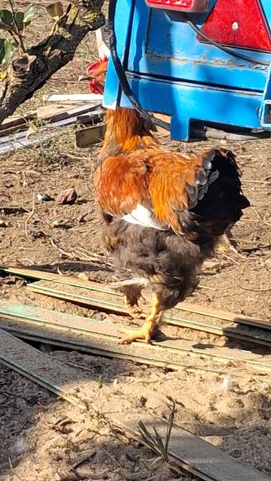 Cocosi sussex portelan  tineri si de alte rase