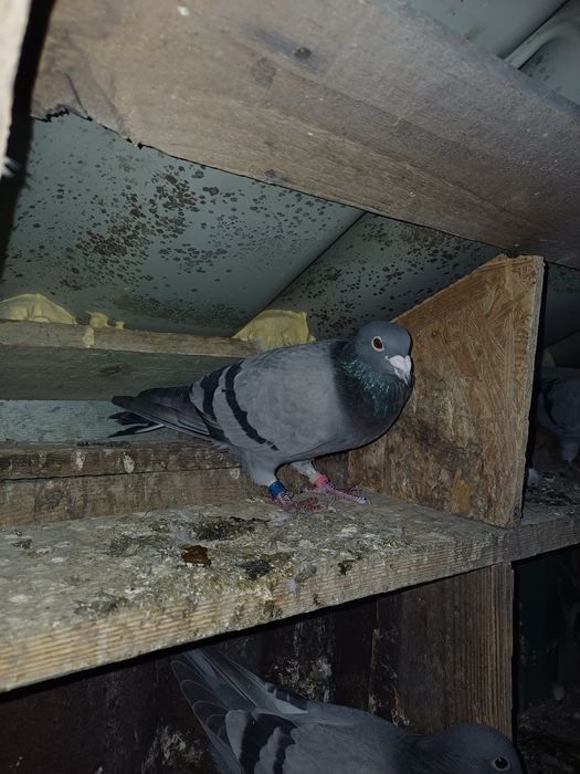 Vând porumbei voiajori