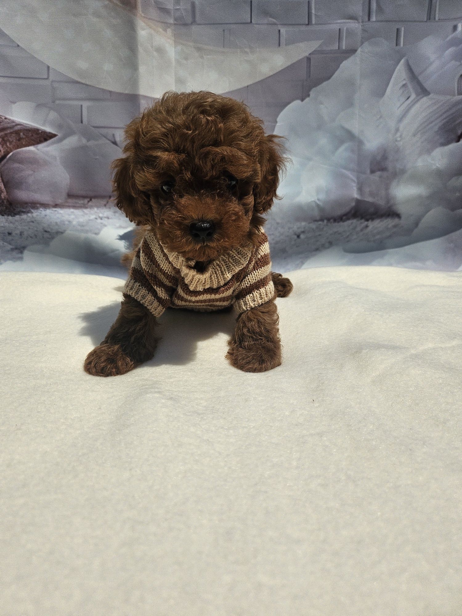 Резервирано !Пудел той момче /100%Toy poodle родословие