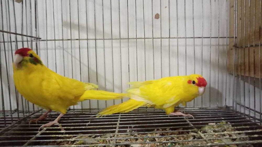 Какарики Пара 2 года