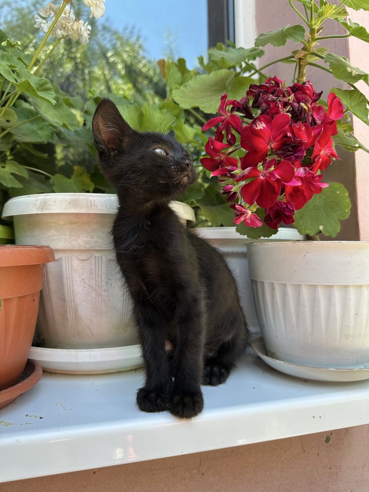 Подарявам котенца