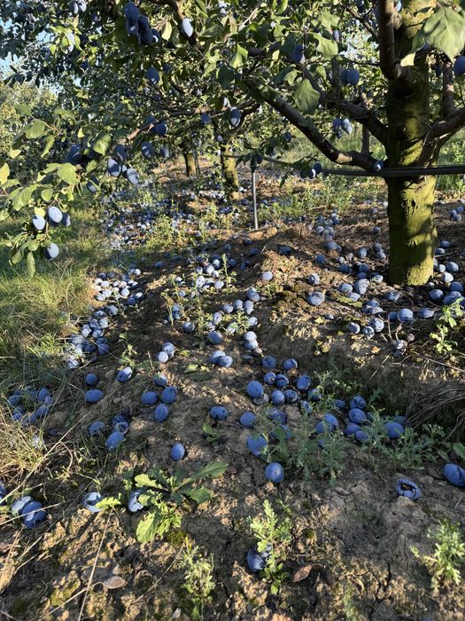 Prune pentru borhot si consum