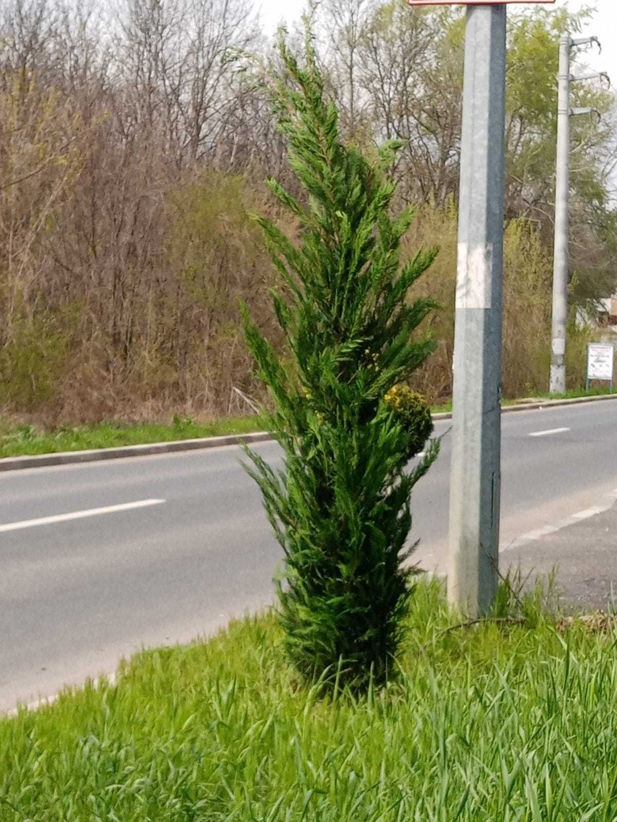 Leylandii cupressocyparis