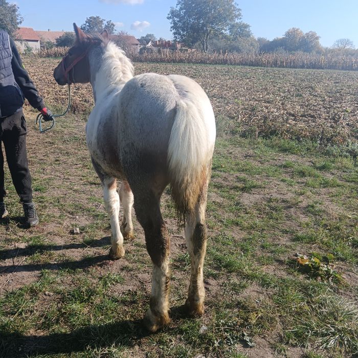 Vând mânz de 4 luni