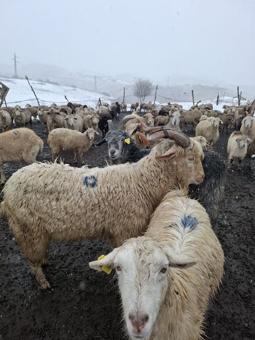 Теке сатам, продам племеного козла