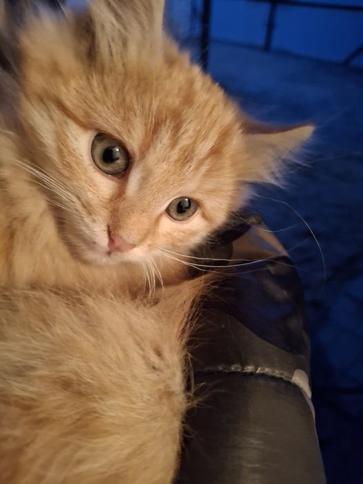 Отдадим котят в добрые руки