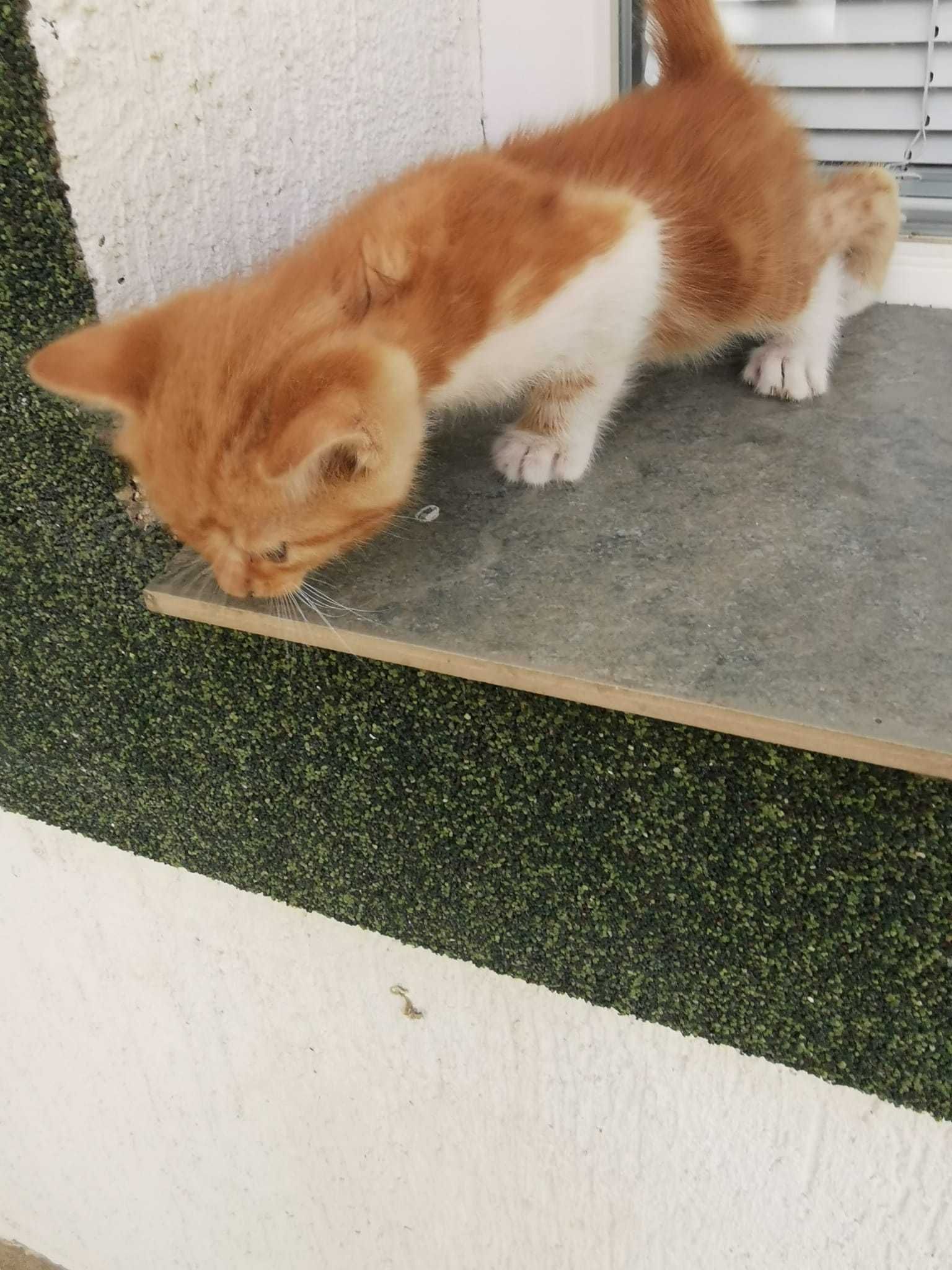 Подарявам котета мъжки
