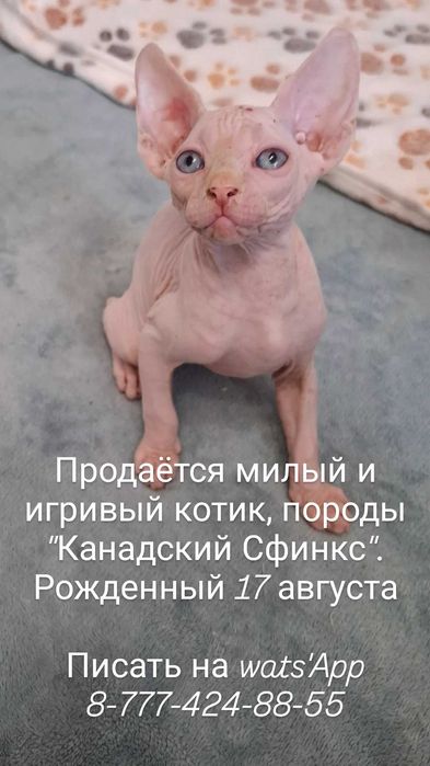 Продажа, Котята породы Канадский Сфинкс