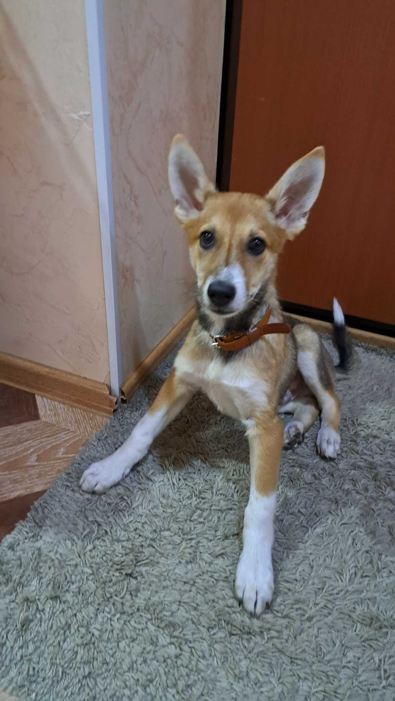 Парень Фокс (FOX) ищет себе дом.