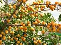 РАСПРОДАЖА саженцев абрикосов, районированные 2-х летние, по 2000 тыс.